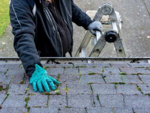 The Importance of Roof Cleaning and Moss Treatments