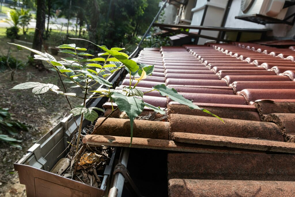 Close-up of clogged roof rain gutter full of dry leaf and plant growing in it, with selective focus